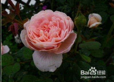 蓝妖：不可错过的经典灌木月季品种介绍
