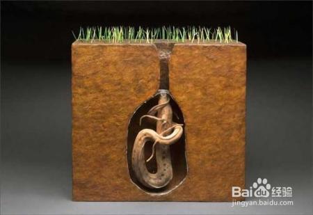 肺鱼这种不吃不喝冬眠四年的功夫，人类为什么不学一学？