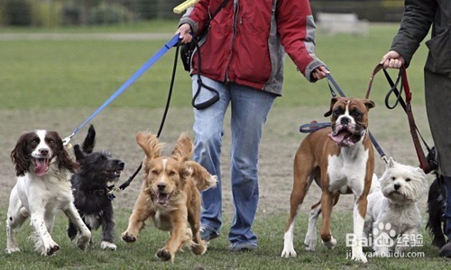 如何让宠物健康成长