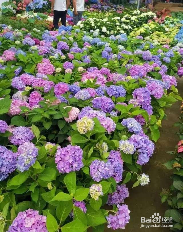 5种花超耐阴，夏天养一盆，清凉不怕热