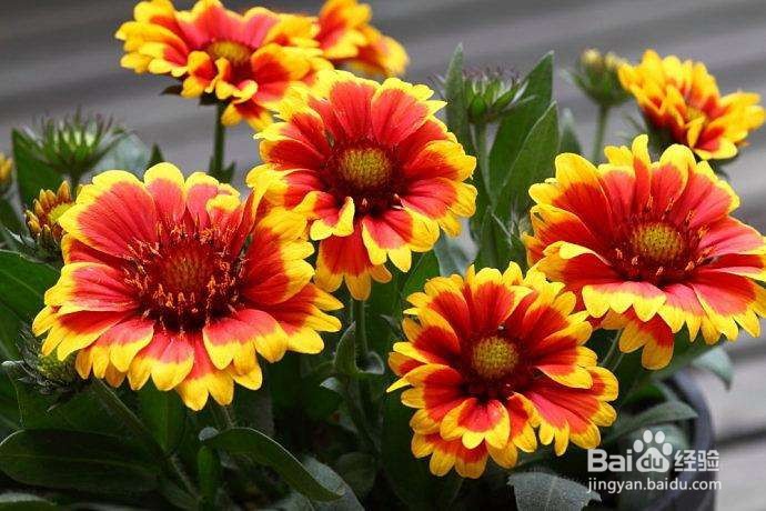 天人菊的功效与作用