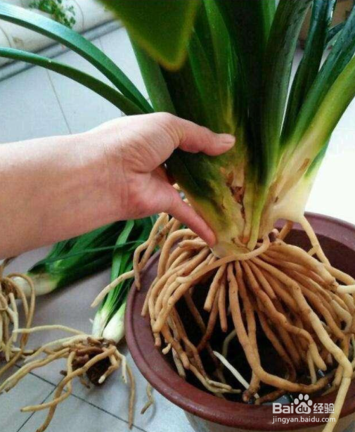 大花盆换盆取不出来怎么办