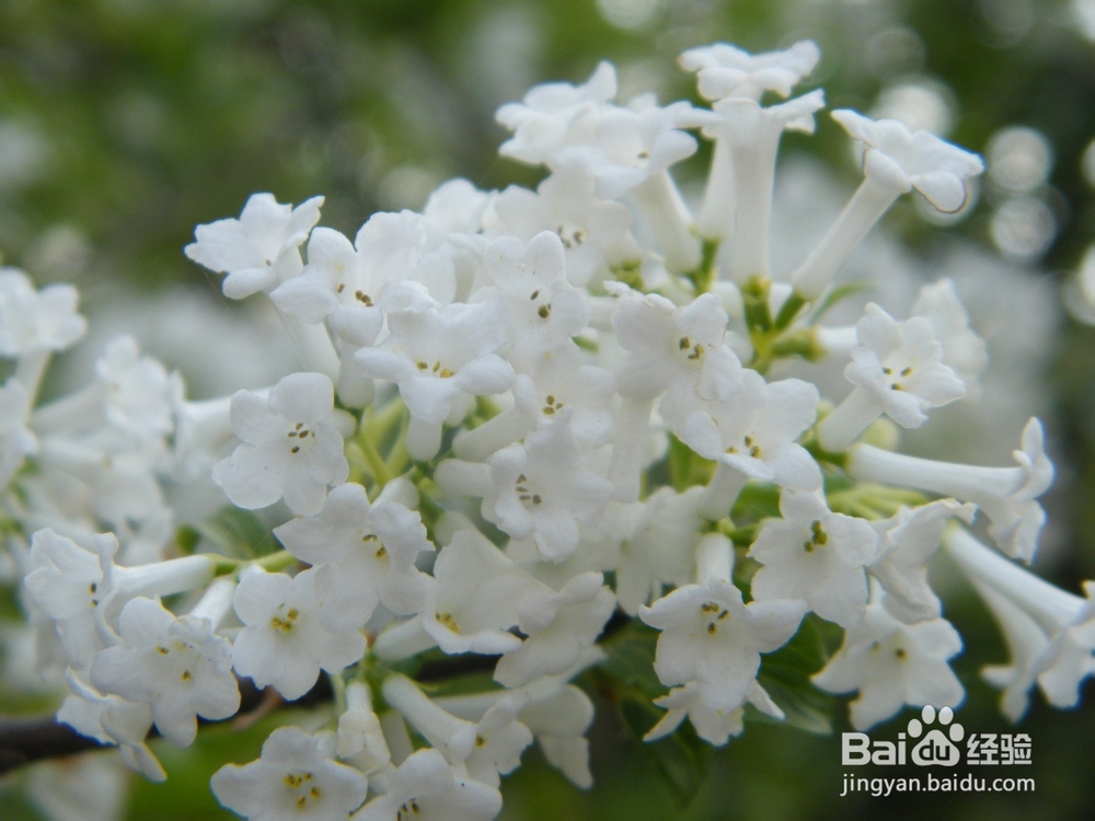 美丽的兰州：[2]春季花朵一景