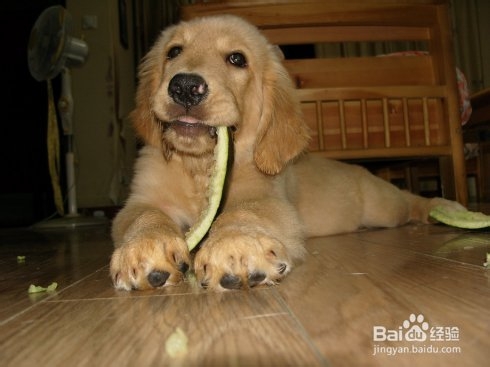 狗狗中暑的急救措施