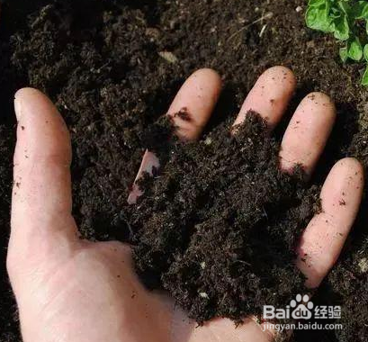 勿忘我花籽怎么种植