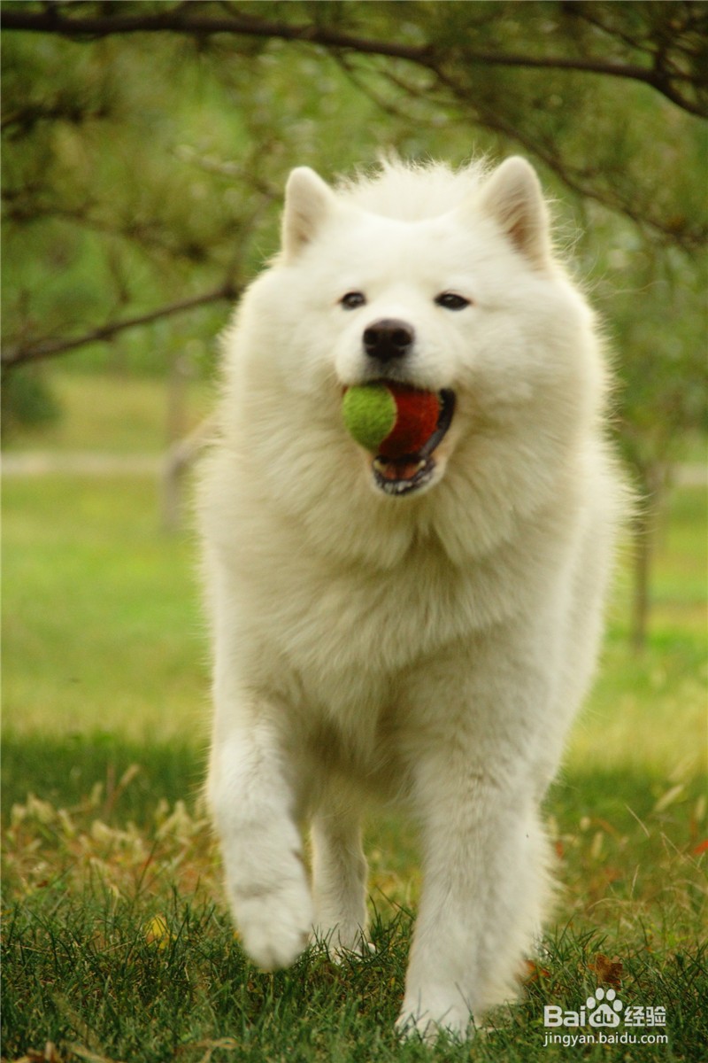 如何训练狗狗拿东西