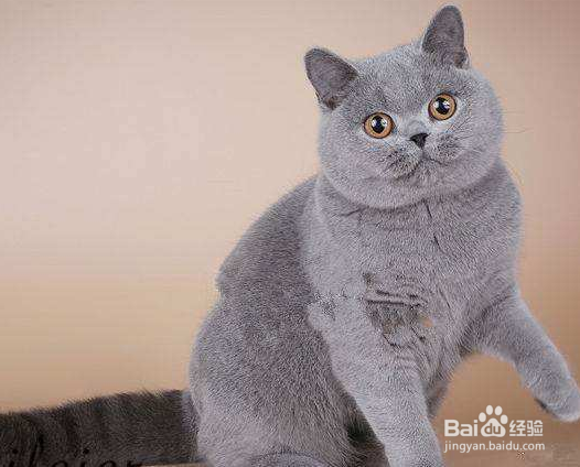 英国短毛猫怎么挑选