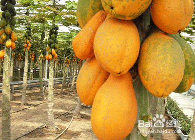 食用木瓜需要注意的事情，不适宜食用木瓜的人群