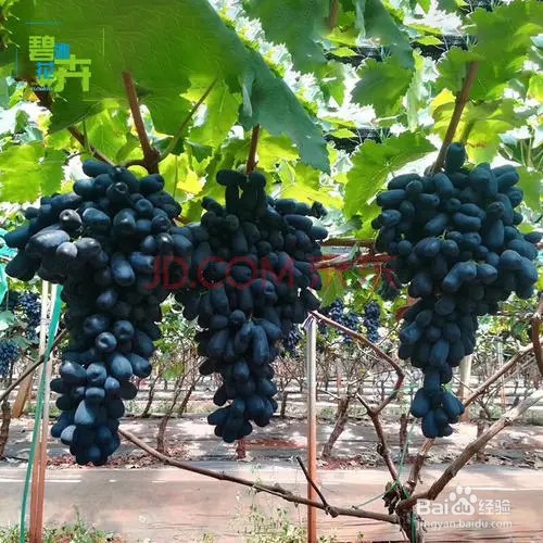 葡萄刚结果要怎样管理