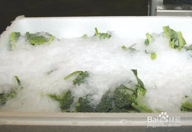 绿花椰菜的挑选方法,营养师教你挑绿花椰菜