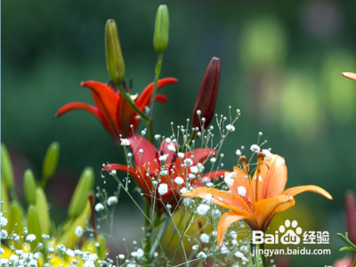 百合花开后第二年怎样还能开花？