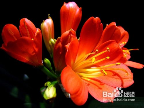 君子兰果实成熟期怎样管理