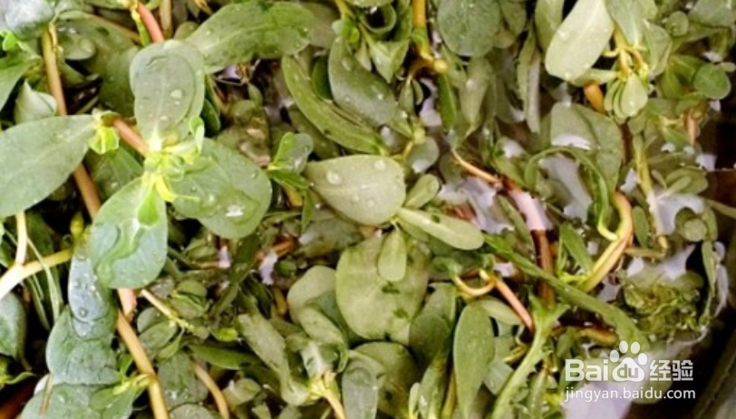 马齿苋素馅怎么做好吃