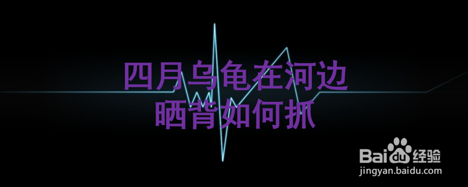 <b>四月乌龟在河边晒背如何抓</b>