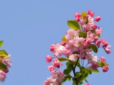 美丽的鲜花怎么样的盛开了(扩句，至少扩两处)