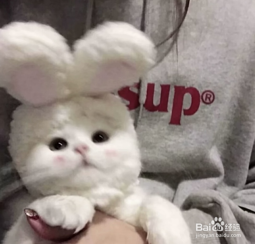 怎样给猫洗澡而且洗得干净