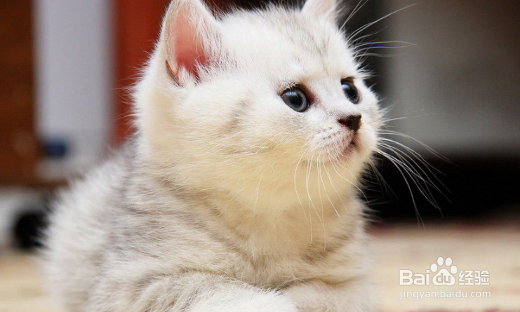 训练猫猫不如学会跟猫猫沟通!