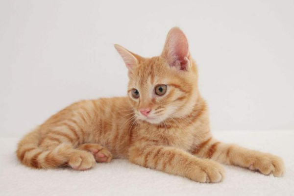 猫来财还是猫来穷