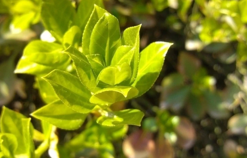 冬青的寓意是什么