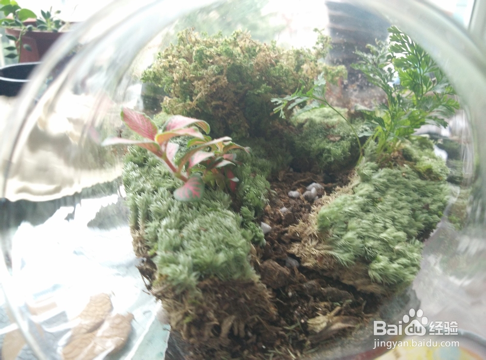 苔藓植物微景观制作步骤
