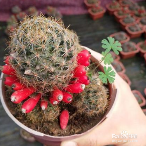 该怎么养好松霞？