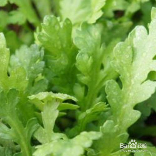 怎么养好茼蒿？