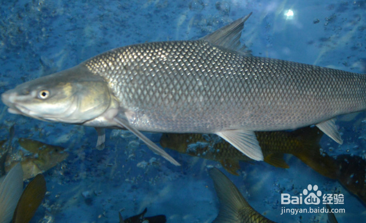 日照吃海鲜好吃不被黑的经验