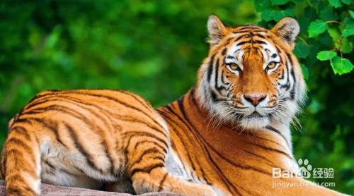 老虎头上为什么有王字 百度经验