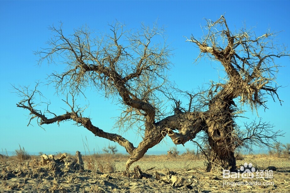 胡杨林旅游攻略：秋光如画 邂逅敦煌胡杨林