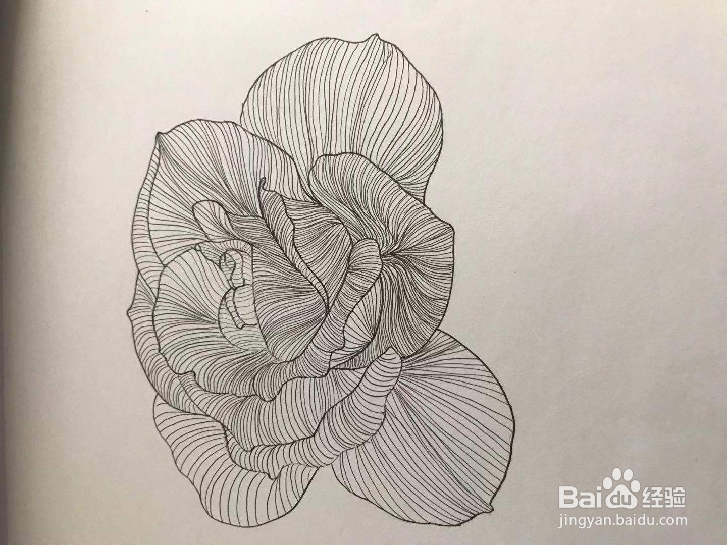 玫瑰花黑白线描画