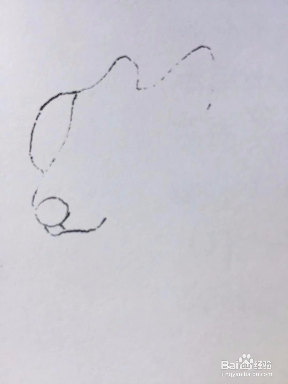 茉莉手绘之萌宠柯基