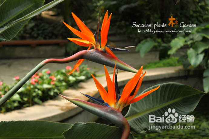 上海植物园（上）