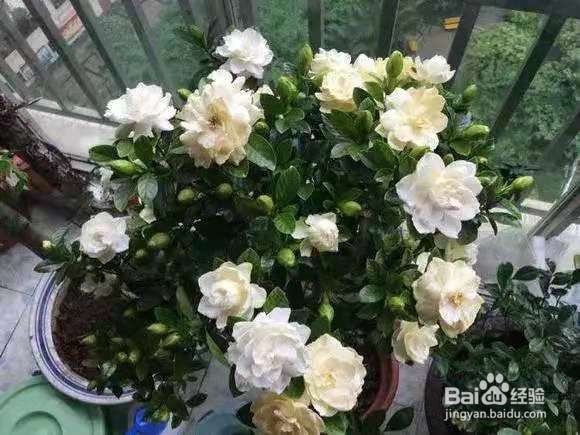 3种花比香水好闻，随便养1盆，异味跑光光