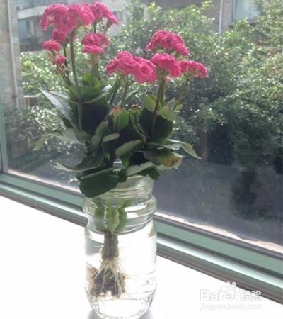 要养植物就选这6种超级好养,养死太难!