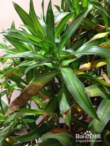 如何在家里种植百合