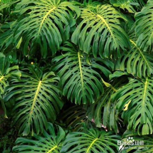 龟背竹的叶子发软下垂应该怎么办?