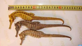 海马应该怎么吃