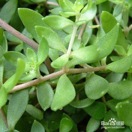 垂盆草有什么作用？