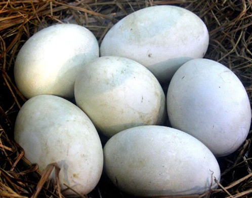 煮熟的鹅蛋能过夜吗