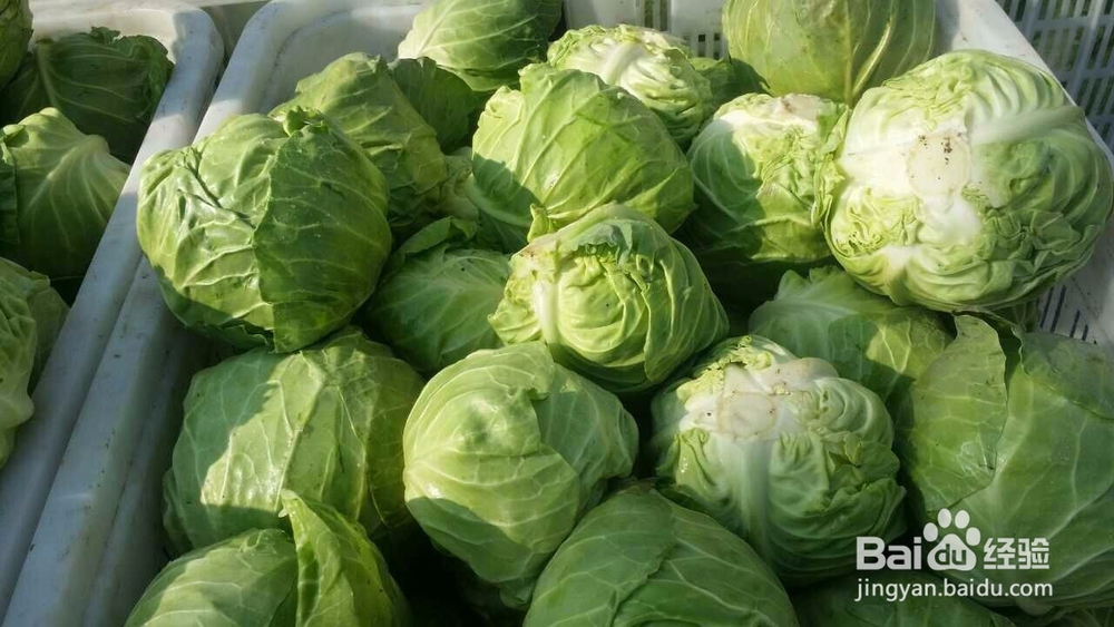 吃什么对肺好2