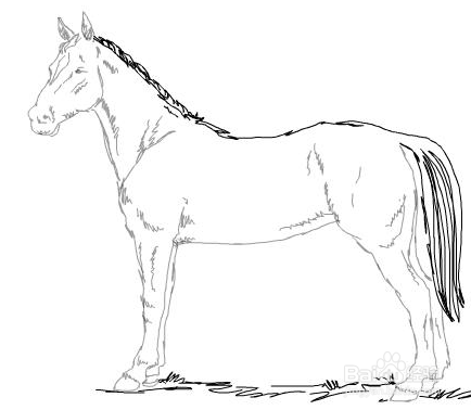 简笔画 - 汗血宝马