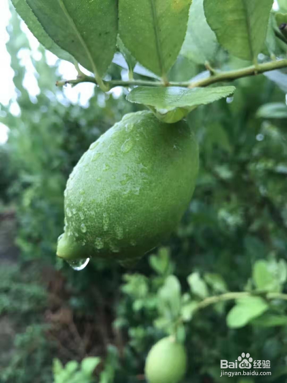 夏天,为什么说柠檬和蜂蜜泡水是最佳搭档?