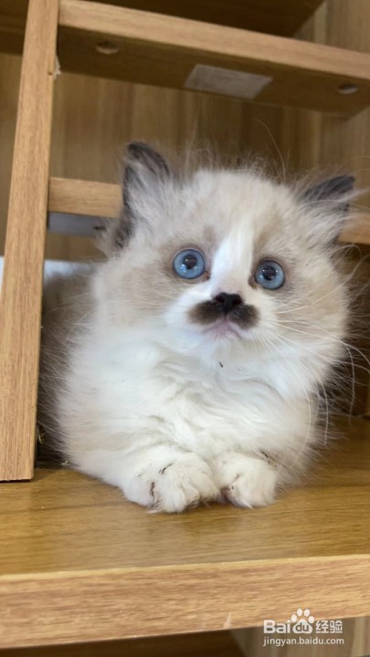 新手如何养幼猫，幼猫成长期宠主需要做什么？