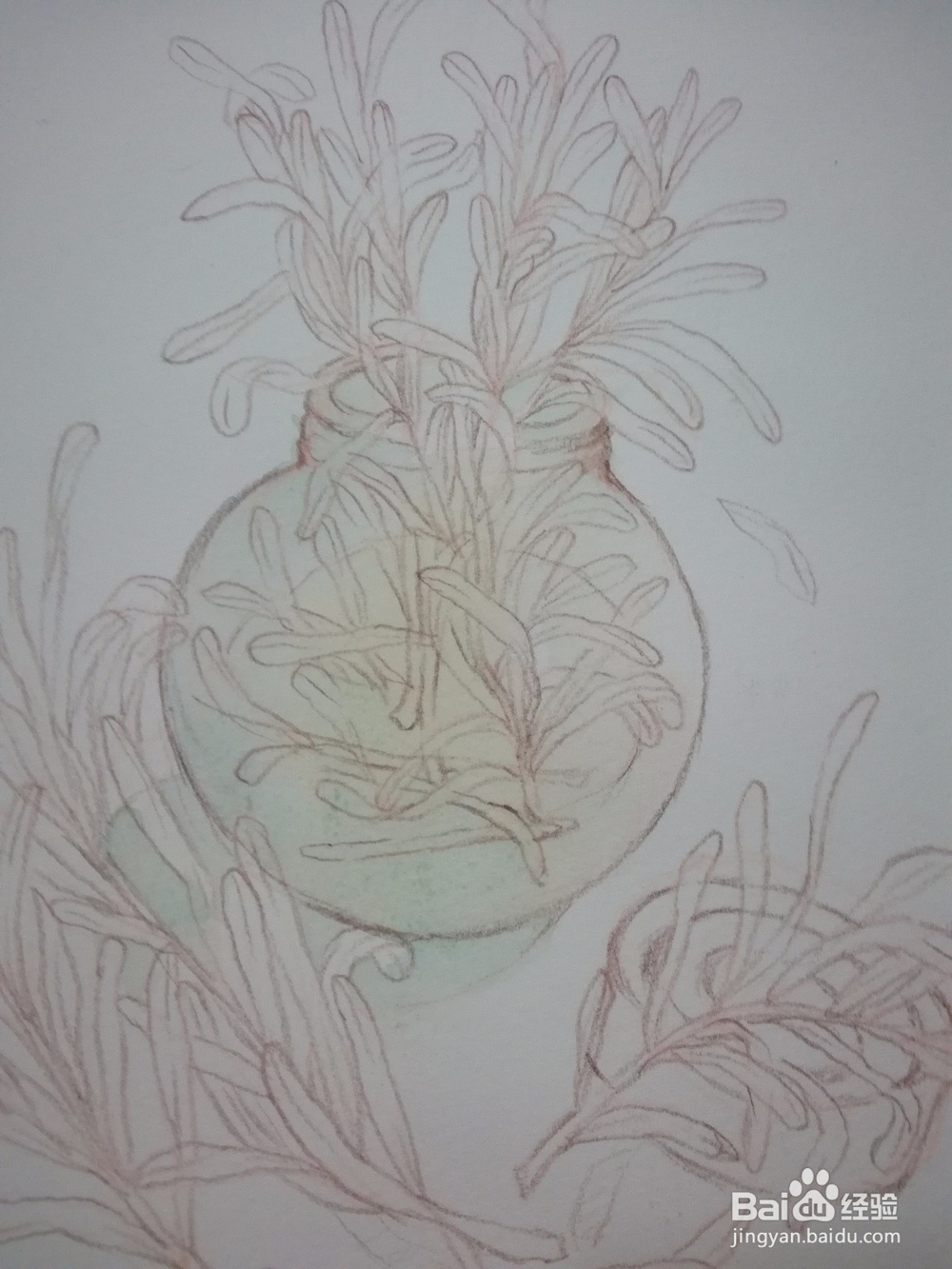 植物水彩速写练习