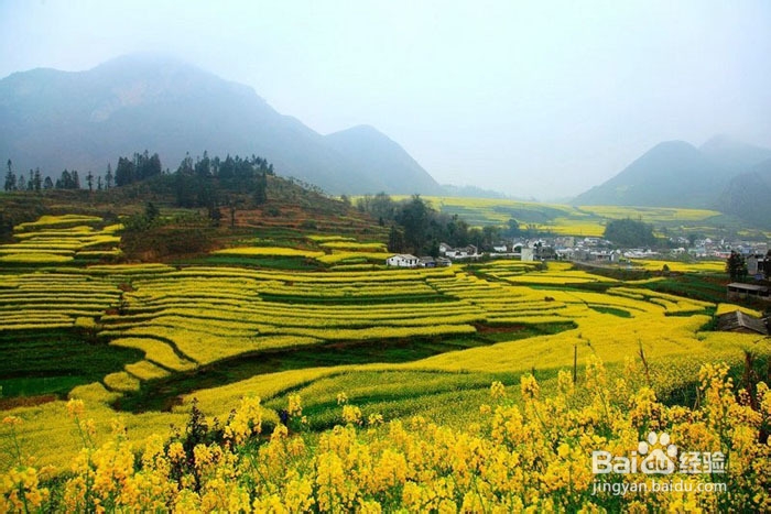 旅游摄影达人分享 罗平油菜花拍摄经验