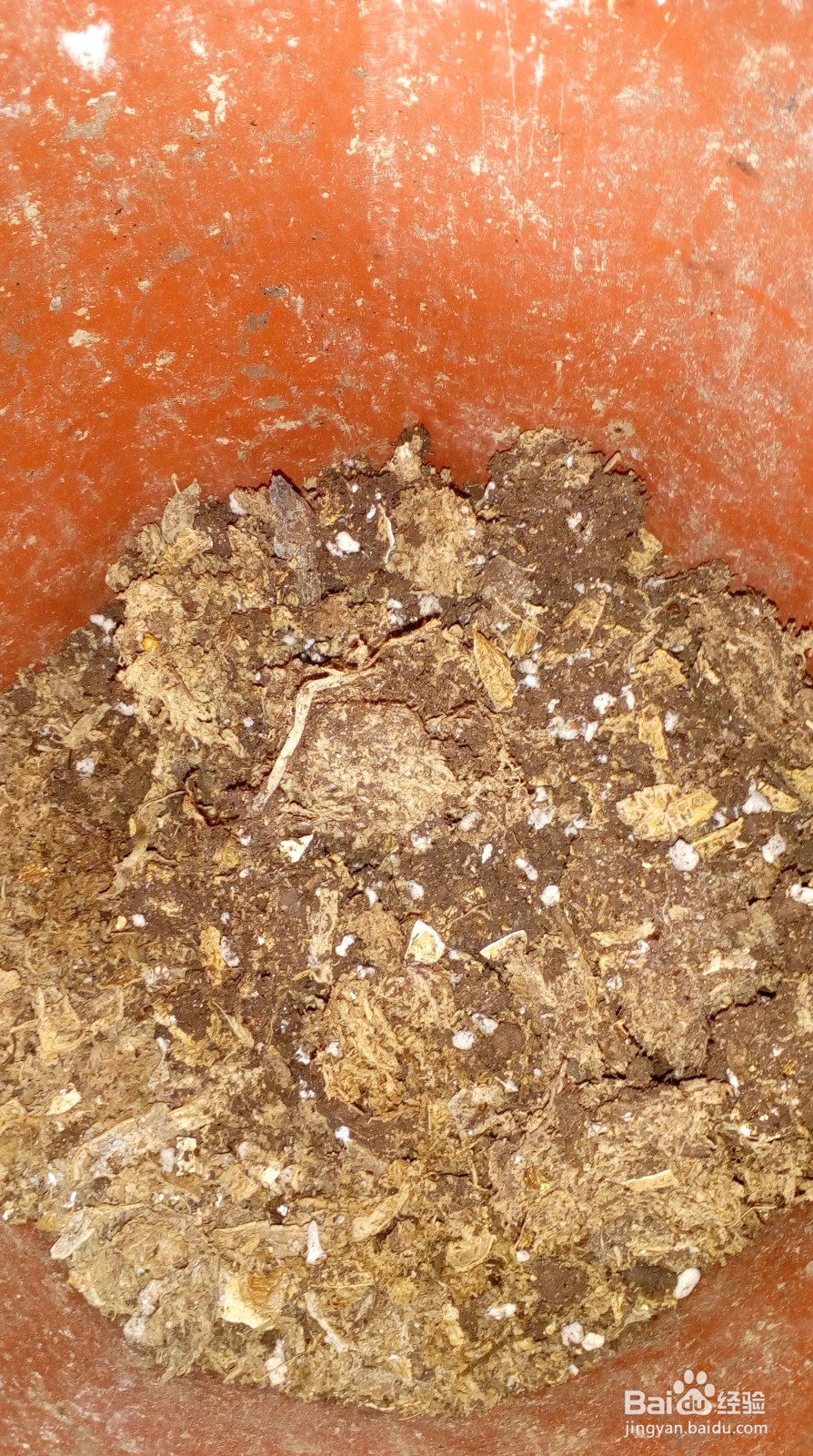 蝴蝶兰兰花系列换土技巧