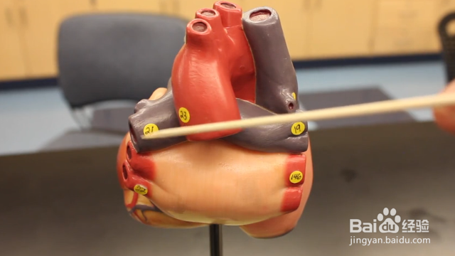 如何预防和治疗心脑血管疾病