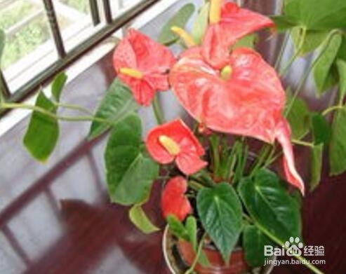 怎样让红掌花开的更好