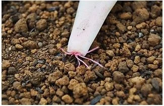 冬天多肉叶片扦插方法