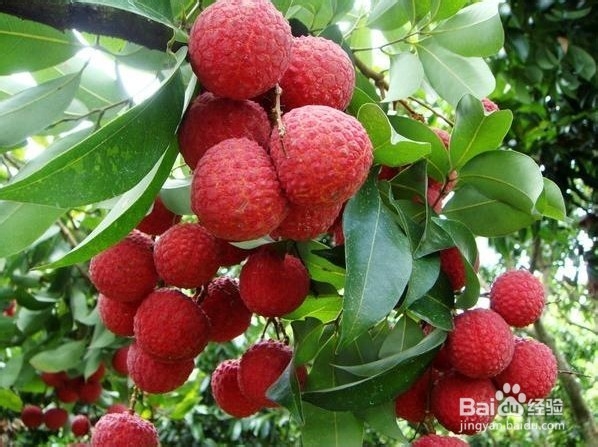 怎样挑选好的荔枝